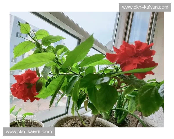 恢复：从断裂到绽放的温柔力量